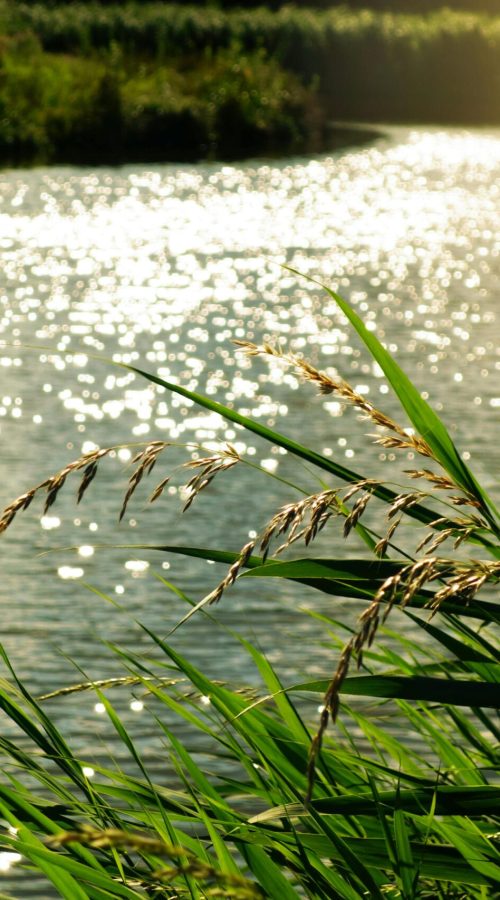 Peaceful river scene with sunlight reflecting on water and lush green reeds in the foreground.